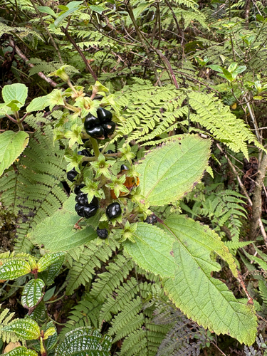 Phyllostegia renovans observed 2026-04-16