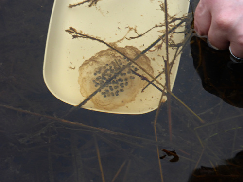 Ambystoma gracile