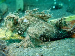 Pteroidichthys amboinensis