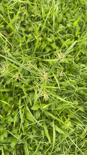 Cyperus sphacelatus observed 2026-03-30