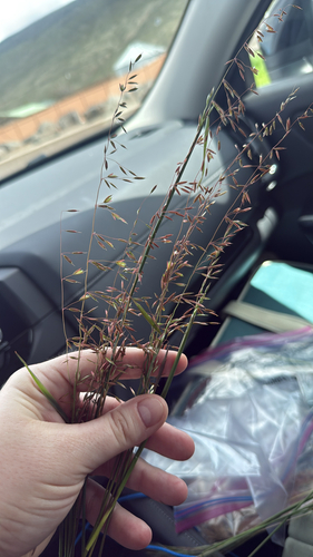 Ehrharta calycina observed 2026-04-16