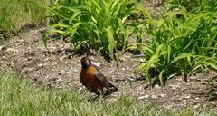 Turdus migratorius image
