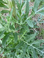 Hymenopappus artemisiifolius