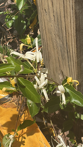 Japanese honeysuckle