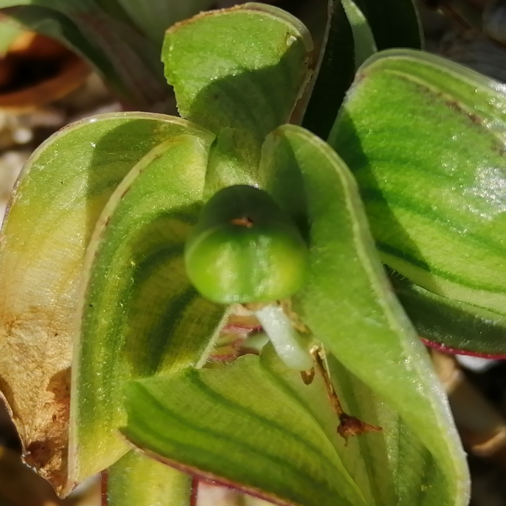 Commelina rebmanii from Los Cabos, B.C.S., México on March 19, 2020 at ...