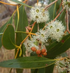 Eucalyptus arenacea