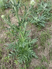 Hymenopappus artemisiifolius