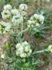 Hymenopappus artemisiifolius