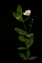 Moehringia lateriflora