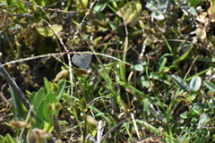 Cupido comyntas texana
