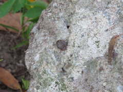 Discus rotundatus