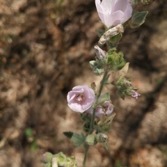 Sphaeralcea axillaris
