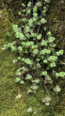 Sedum ternatum