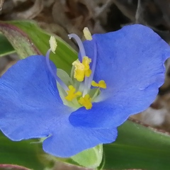 Commelina rebmanii
