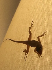 Anolis schwartzi