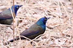 Quiscalus quiscula versicolor