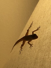 Anolis schwartzi