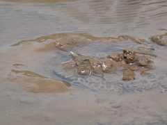Hoplobatrachus occipitalis