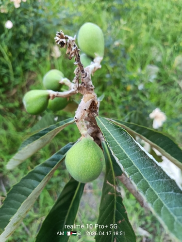 Loquat