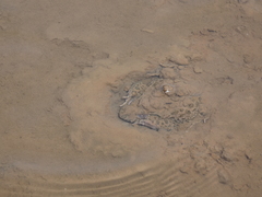 Hoplobatrachus occipitalis