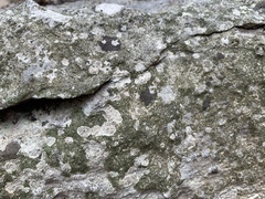 Willeya diffractella