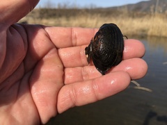 Nodularia douglasiae