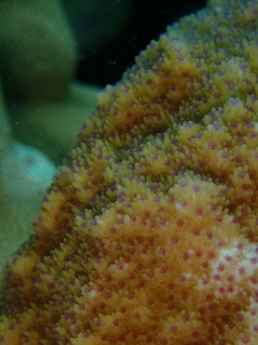 Montipora patula observed 2026-04-15