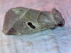 Plagiomimicus pityochromus