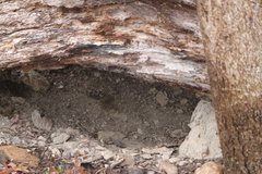 Vulpes vulpes fulvus