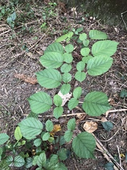 Rubus wallichianus