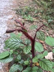 Rubus wallichianus