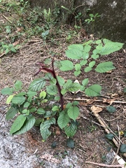 Rubus wallichianus