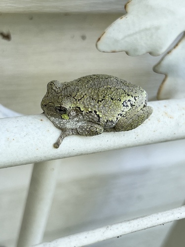 Cope's Gray Tree Frog observed by crispr-cas9