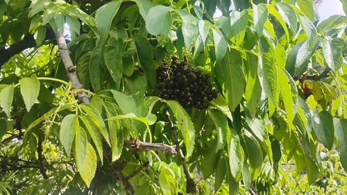 Sambucus peruviana