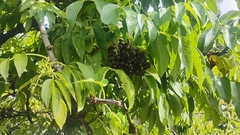 Sambucus peruviana