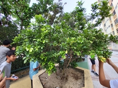 Aglaia odorata microphyllina