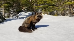 Vulpes vulpes deletrix