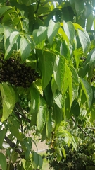 (c) Carlo Brescia, some rights reserved (CC BY-SA) Sambucus peruviana, photograph (c) Carlo Brescia, some rights reserved (CC BY-SA)
