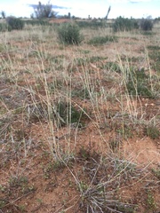 Bouteloua barbata rothrockii