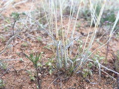 Bouteloua barbata rothrockii