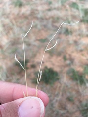 Bouteloua barbata rothrockii
