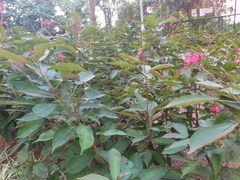 Jatropha integerrima