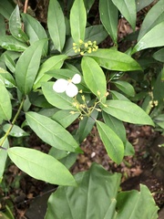 Hydrangea scandens