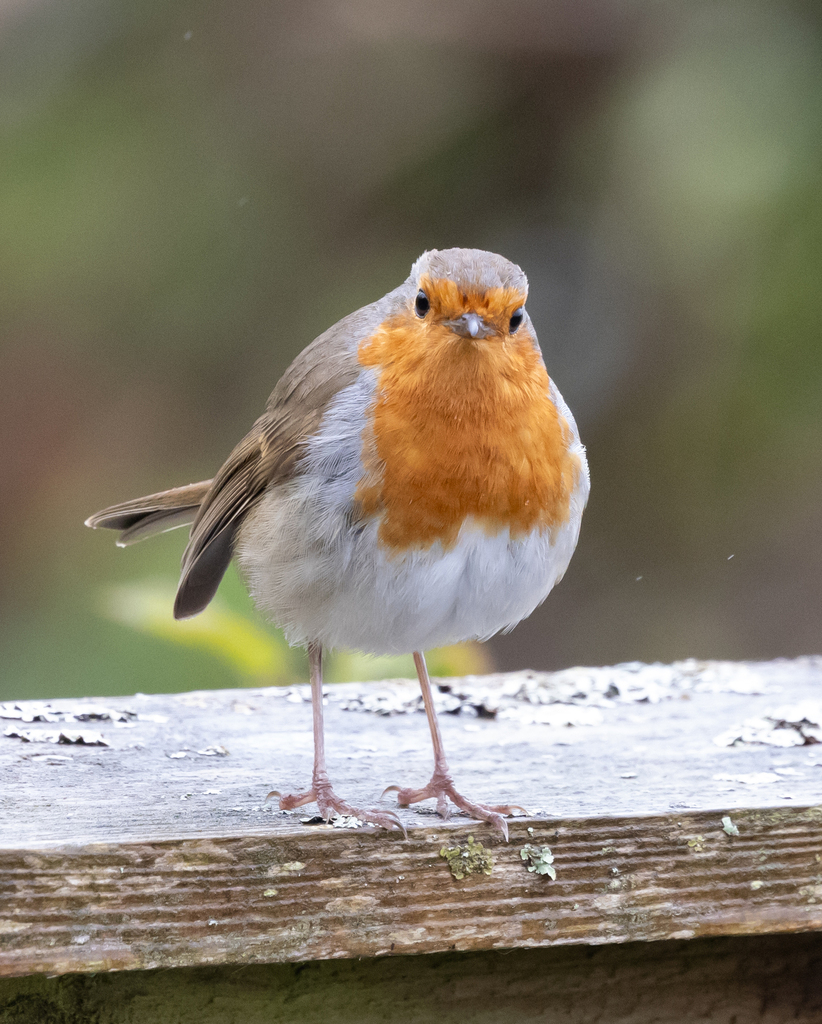 Robin In Uk European Robin from West Sussex, UK on April 15, 2026 at 11:35 AM by ...