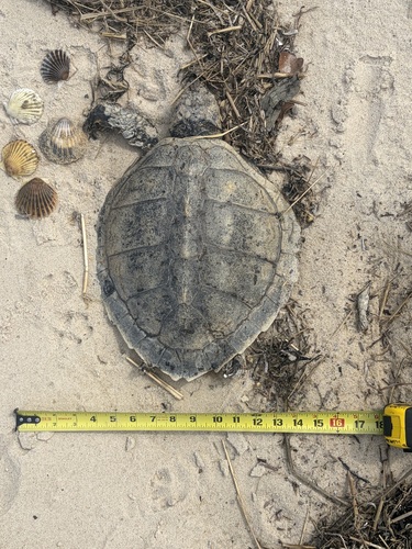 Lepidochelys kempii observed by rosenthals