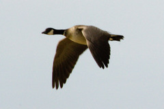 Branta hutchinsii leucopareia