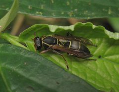 Polistes pacificus