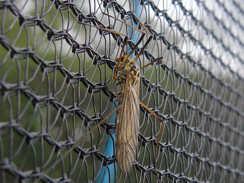 Spotted Cranefly, photo 2 of 9
