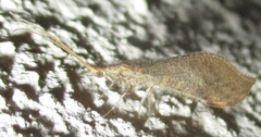 Berothidae
