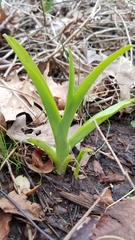 Hemerocallis fulva